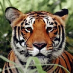 Logo of Tiger Wallpapers android Application 