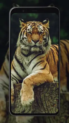 Tiger Wallpapers android App screenshot 1