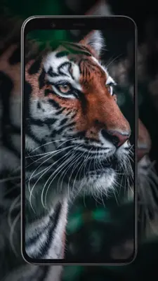 Tiger Wallpapers android App screenshot 2