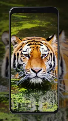 Tiger Wallpapers android App screenshot 3