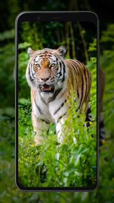 Tiger Wallpapers android App screenshot 4