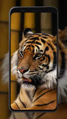 Tiger Wallpapers android App screenshot 5