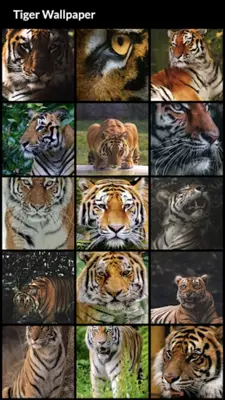 Tiger Wallpapers android App screenshot 6