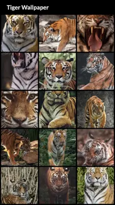 Tiger Wallpapers android App screenshot 7